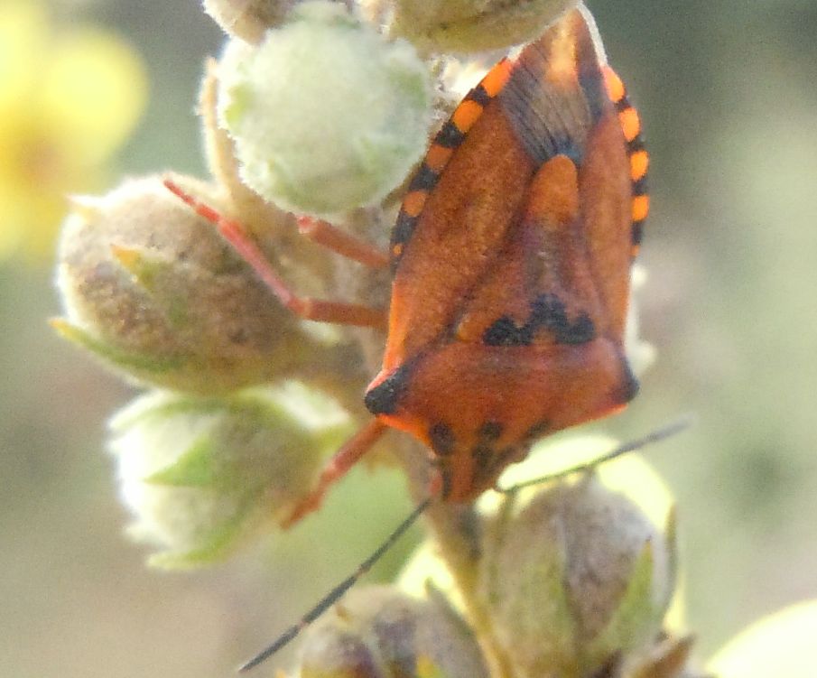 Carpocoris